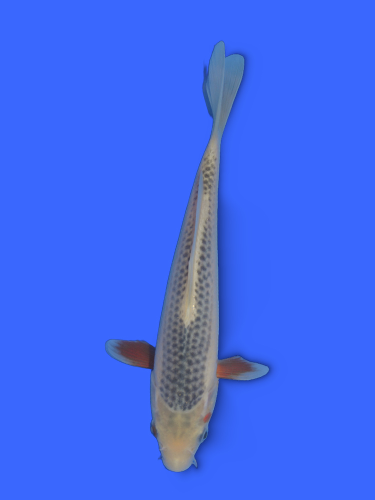 8.3" (21cm) Hosokai Selected Asagi - #HK2808H